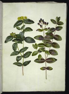 Hypericum androsaemum (St. John