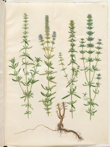 Hyssopus officinalis (gerçek çördük) by Hans Simon Holtzbecker
