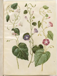 Ipomoea purpurea (purpur-pragtsnerle) by Hans Simon Holtzbecker