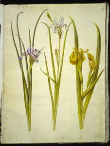 İris otu (İris græsbladet); İris sibirica (İris sibirica); İris pseudacorus (gül iris) by Hans Simon Holtzbecker