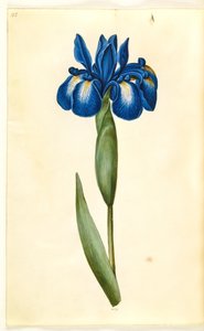 İris latifolia (İngilizce iris) by Hans Simon Holtzbecker