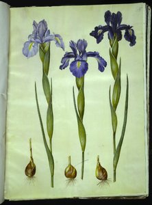İris latifolia (İngilizce iris) by Hans Simon Holtzbecker