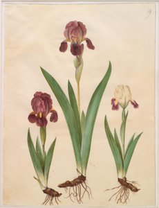 İris ×lurida (iris-melez) by Hans Simon Holtzbecker