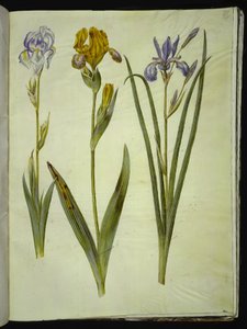 İris pallida (soluk iris); İris variegata (alacalı iris); İris sibirica (Sibirya irisi) by Hans Simon Holtzbecker