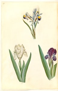 İris persica (Farsça iris); İris lutescens veya İris pumila (?) (Cüce iris veya düşük iris) by Hans Simon Holtzbecker