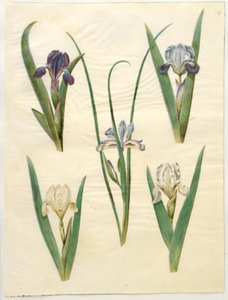 İris pumila (düşük iris) veya İris lutescens (cüce iris); İris graminea (çim yaprağı irisi) by Hans Simon Holtzbecker