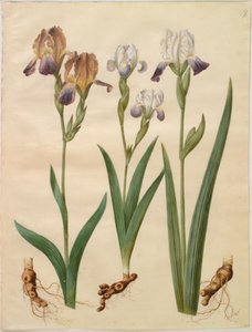 İris × sambucina (raf-iris); İris × amoena (iris-melez) by Hans Simon Holtzbecker