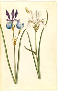 İris sibirica (sibirik iris) by Hans Simon Holtzbecker