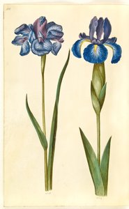 İris sibirica (Sibirya irisi); İris latifolia (İngilizce iris)