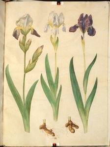 İris × squalens (iris-melez); iris (iris) by Hans Simon Holtzbecker