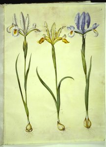 İris xiphium (İspanyol irisi) veya İris latifolia (İngiliz irisi); İris xiphium (İspanyol irisi) by Hans Simon Holtzbecker