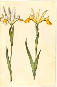 Iris xiphium, muhtemelen Iris latifolia (?) (İspanyol iris veya İngilizce iris) by Hans Simon Holtzbecker