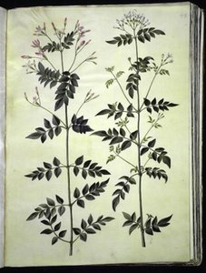 Jasminum officinale (doktor-yasemin) by Hans Simon Holtzbecker