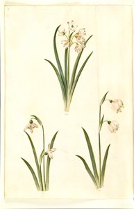 Leucojum aestivum (yaz beyaz erik); Galanthus nivalis (ortak kardelen); Leucojum vernum (dorotealilje) by Hans Simon Holtzbecker