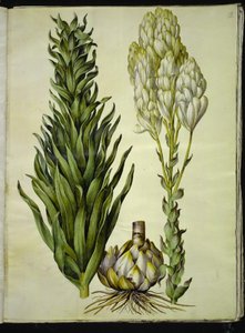 beyaz zambak (madonna-lilje) by Hans Simon Holtzbecker