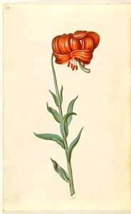 Kalsedonik zambak (rød turbanlilje) by Hans Simon Holtzbecker