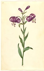 Lilium martagon (çelenk zambak) by Hans Simon Holtzbecker