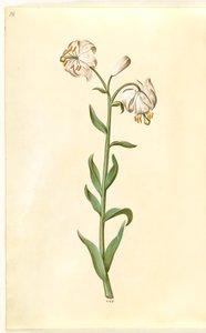 Lilium martagon (çelenk zambak) by Hans Simon Holtzbecker