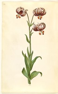Lilium martagon (çelenk zambak) by Hans Simon Holtzbecker