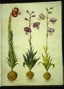Lilium ponponyum (pompon-lilje); zambak martagon (krans-lilje) by Hans Simon Holtzbecker
