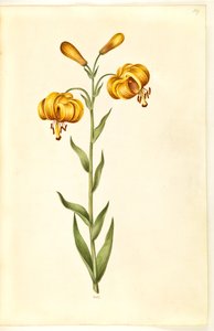 Lilium pyrenaicum (Pyrenean zambak) by Hans Simon Holtzbecker