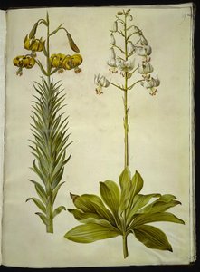 Lilium pyrenaicum (Pyrenean zambak); Lilium martagon (çelenk zambak) by Hans Simon Holtzbecker