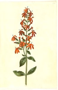 Kardinal Lobelia (kardinal-lobelia)