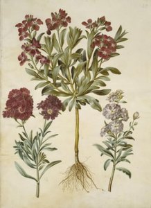 Matthiola incana (vinter-levkoj) by Hans Simon Holtzbecker
