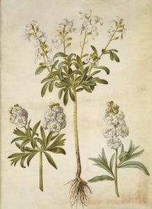 Matthiola incana (vinter-levkoj) by Hans Simon Holtzbecker