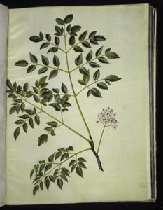 Melia azedarach (paternostertræ) by Hans Simon Holtzbecker