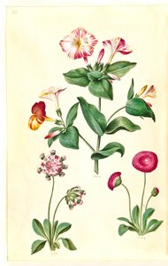 Mirabilis jalapa (harika çiçek); Bellis perennis (ortak papatya) by Hans Simon Holtzbecker