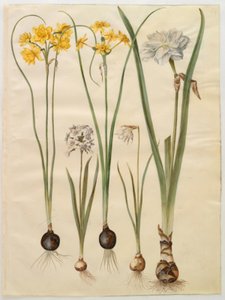 Narcissus jonquilla (veya nergis); Nergis tazetta (tazet); Nergis pseudonarcissus moschatus (moskus-narcis); Narcissus poeticus (pinselilje) by Hans Simon Holtzbecker