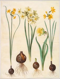 Narcissus jonquilla (siv-narcis); Narcissus tazetta aureus (altın-tazet); Nergis pseudonarcissus bicolor (iki renkli nergis)