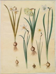 Narcissus ×medioluteus (narcis toblomstret); Nergis pseudonarcissus Nergis (Nergis); Narcissus poeticus (pinselilje); Nergis by Hans Simon Holtzbecker