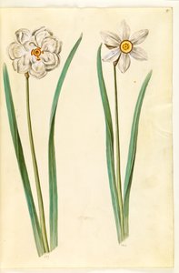 Narcissus poeticus (pinselilje) by Hans Simon Holtzbecker