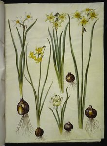 Narcissus poeticus (pinselilje); Narcissus triandrus (orkide-narcis); Narcissus ×medioluteus (toblomstret nergis) by Hans Simon Holtzbecker