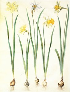 Narcissus pseudonarcissus, Narcissus poeticus, Narcissus × incomparabilis by Hans Simon Holtzbecker