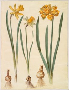 Nergis pseudonarcissus major (büyük nergis); Narcissus pseudonarcissus bicolor (iki renkli nergis); Nergis pseudonarcissus by Hans Simon Holtzbecker