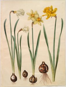 Nergis pseudonarcissus moschatus (moskus-narcis); Narcissus ×medioluteus (narcis toblomstret); Nergis pseudonarcissus major (stor påskelilje) by Hans Simon Holtzbecker