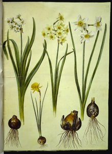 Nergis tazetta (tazet); Narcissus ×medioluteus (toblomstret nergis); Narcissus bulbocodium (krinoline-narcis) by Hans Simon Holtzbecker