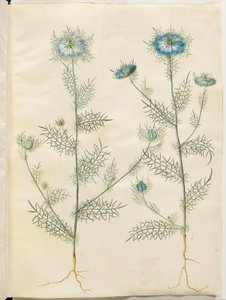 Nigella damascena (yeşiller içinde bakire) by Hans Simon Holtzbecker