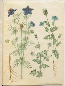 Nigella hispanica (çalıdaki şeytan); Nigella sativa (çeşit) by Hans Simon Holtzbecker