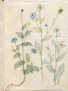 Çörek otu (çeşitli); Nigella damascena (yeşiller içinde bakire) by Hans Simon Holtzbecker