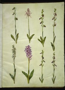 Ophrys apifera veya Ophrys sphegodes (çift sinekli çiçek veya erkenci sinekli çiçek); "Orchis simia" (fantezi çiçeği); Ophrys apifera (çift sinek çiçeği); Orchis (guguk otu); Orchis militaris (şövalye-guguk otu); Ophrys insektifera (yaygın sinek  by Hans Simon Holtzbecker