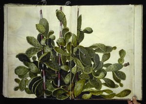 Opuntia ficus-indica, Opuntia humfusa eller Opuntia monacantha (sanat af figenkaktus) by Hans Simon Holtzbecker