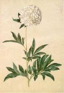 Paeonia lactiflora (silke-pæon) by Hans Simon Holtzbecker