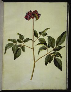 Paeonia mascula (gül-silkeplante) by Hans Simon Holtzbecker
