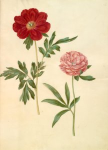Paeonia officinalis (bonderose) by Hans Simon Holtzbecker