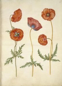 Haşhaş rhoeas (mısır-haşhaş) by Hans Simon Holtzbecker
