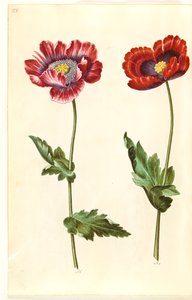 Haşhaş somniferum (afyon-valmue) by Hans Simon Holtzbecker